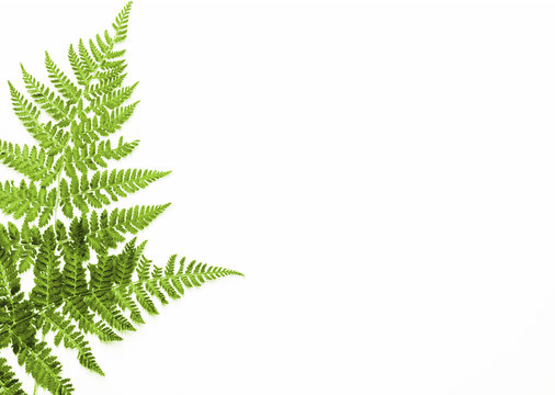 farn bl&auml;tter freigestellt als hintergrund