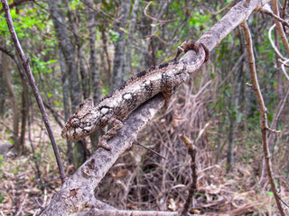 Obraz premium Panther Chameleon on the tree branches in Madagascar