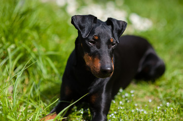 Manchester-Terrier