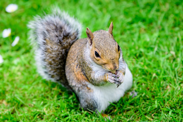 Naklejka na ściany i meble One squirrel eating an almond on green grass in a summer day in Hyde Park in London, United Kingdom