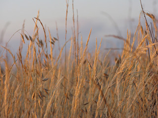 Sunset at Syvash lake
