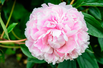 One large delicate pink peony flower in shadow with blurred green leaves background in a garden in a sunny spring day in Scotland, United Kingdom