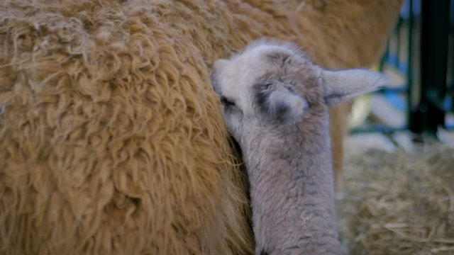 Portrait of cute little alpaca licking mother wool at agricultural animal exhibition, trade show - close up. Farming, grooming, care, family, agriculture industry, livestock, animal husbandry concept