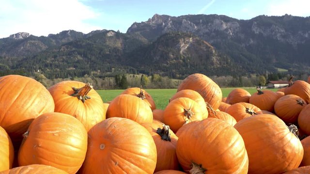 Pile of pumpkin in evening sunset with alpine mountain background in german bavaria
