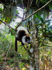 Obraz premium Ring-tailed Lemur catta on the tree branch at his natural habitat in Madagascar