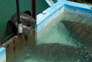 Itamaracá Island / Pernambuco / Brazil. June, 29, 2009. Marine Manatee Preservation Center.