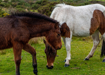 Foal grazing with her mother on the moor