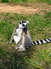 Naklejka na ściany i meble Ring-tailed Lemur catta on the tree branch at his natural habitat in Madagascar