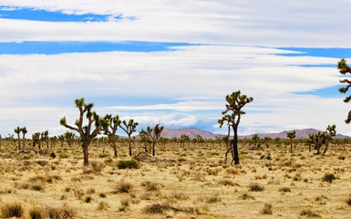 Fototapeta na wymiar tree in desert