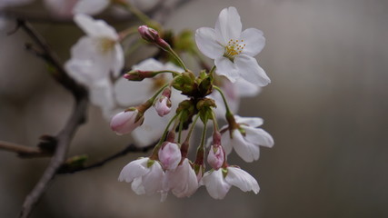 Cherry tree blossom