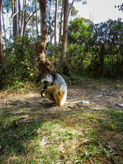 Ring-tailed Lemur catta on the tree branch at his natural habitat in Madagascar