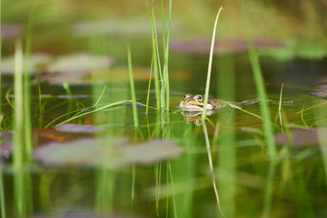 A frog in a pond