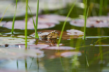 A frog in a pond. Little frog sits on surface of water amid the grass in pond. Natural green environment.