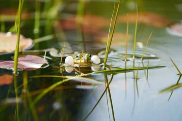 Fototapeten Ein singender Frosch in einem Teich © Natasha Bolbot