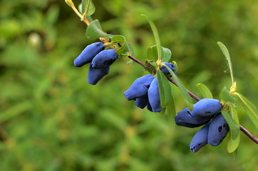 Blue honeysuckle branch in summer garden.