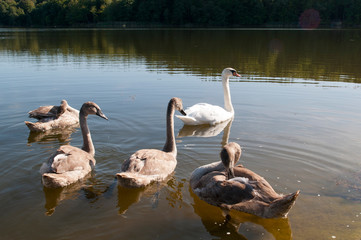 white swans with small swans on the lake