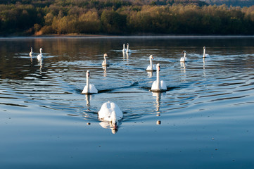 white swans with small swans on the lake
