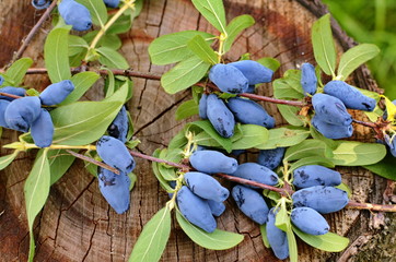 Blue honeysuckle branch in summer garden.