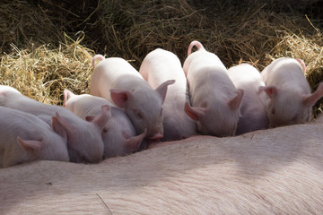 little piglets eating with the mother © Cesar