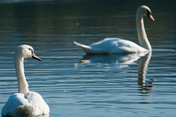 white swans with small swans on the lake
