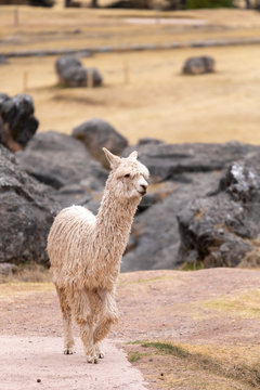 Llama in the City of Cusco in Peru South America