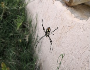 spider on web
