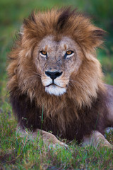 Okavango Male Lion