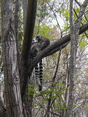 Ring-tailed lemur sitting on between tree branches at rainforest in Madagascar