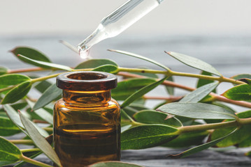 Eucalyptus essential oil in the bottle and a tree eucalyptus tree branch with green leaves close up.