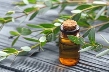 Eucalyptus essential oil in the bottle and a tree eucalyptus tree branch with green leaves close up.