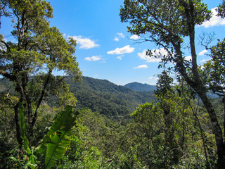 Inside at rainforest of Ranomafana National Park in eastern Madagascar. Lots of trees and green habitat landscape