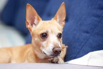 Chihuahua at home lying on blue sofa in living room. ginger dog sleeping on couch. pet resting on couch. cute dog. calm smart dog lies on a comfortable sofa and waits for owner from work. Pets concept