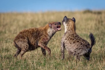 Badkamer foto achterwand Fighting Hyena © Mark Dumbleton