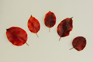 Five colorful autumn leaves of pear collection isolated on white background