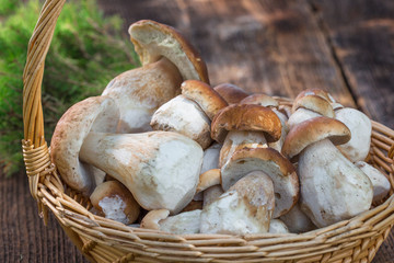 Mushrooms in the basket. Raw Wild Mushrooms boletus. Composition with wild mushrooms
