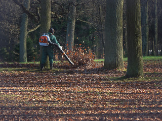 Male worker removes leaf blower lawn of autumn garden.