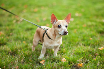 Red-haired dog Chihuahua walks in a public park in fall on leash. Smooth chihuahua dog on a walk....