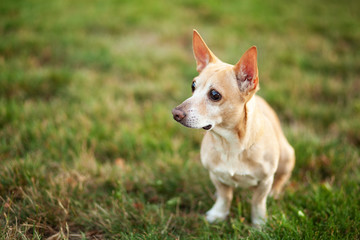Naklejka na ściany i meble Smooth chihuahua dog on a walk. Redhead chihuahua in the green grass of summer. A dog walks in the park on an autumn day. The concept of pets. Happy pet in the wild. Walk with the dog. dog is waiting 