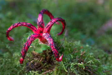 clathrus archeri, also known as octopus stinkhorn mushroom