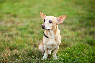 Chihuahua dog is sitting in grass on an autumn day. doggy on nature in park. Chihuahua walks in forest. dog is a friend for children and family. Red-haired little dog for a walk in park. Pets concept