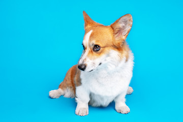 Little purebred Corgi sits and poses in a photo studio in front of the camera