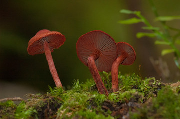 crimson red Bloody Webcap mushrooms (Cortinarius sanguineus) growing among moss and small plants in Siberian taiga forest; the species is prized as a source of wool dye. natural color from nature.