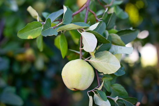 Quince on branch. Organic apples of natural quince on tree for autumn. Quince in rustic garden. An apple on a tree in an autumn garden in fall season. Harvest concept. Vitamins, vegetarianism, fruits.