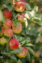 Apple tree full of delicious fresh red apples ready for harvest.