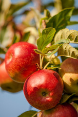 Delicious fresh red apples hanging on a tree with a bright blue sky in the background.