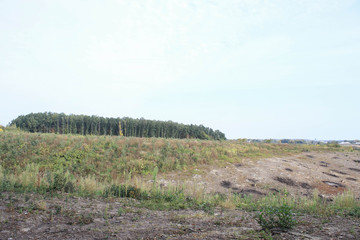 Large-scale deforestation in Ukraine
