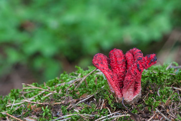 Red Clathrus archeri in the forest. Devil's fingers.