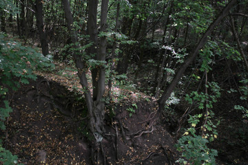 A huge dump in the forest