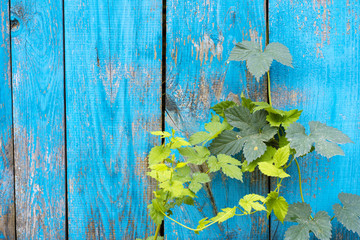 old wooden fence blue paint peeling board texture. Background