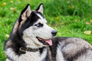Portrait of Cute siberian husky lying on green grass. Siberian husky against nature background. Dog lying on ground in the park
